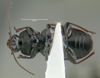 Media type: image;   Entomology 600455 Aspect: habitus ventral view